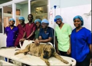 How KNUST medical Students Successfully deliver Puppies through Caesarean Section